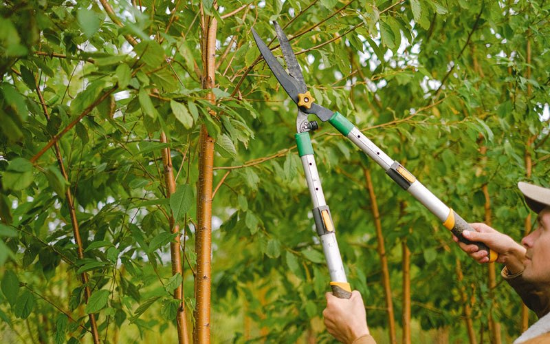 Tree trimming in Peru, IA