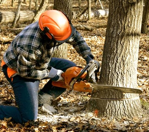 Tree Removal in Peru, IA